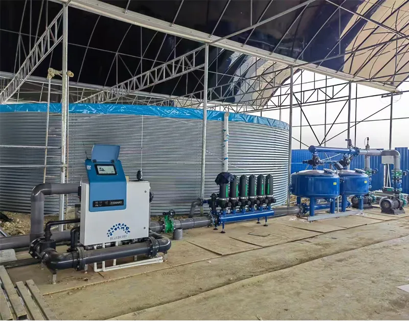 China Yunnan Blueberry Substrate Cultivation Project